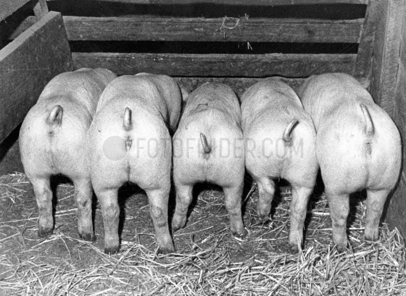Fuenf Schweine von hinten beim Fressen
