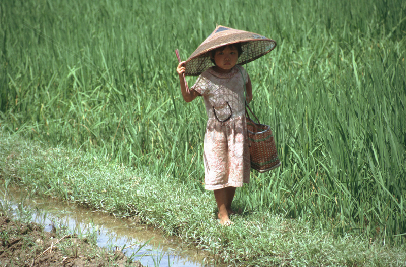 asiatisches Kind auf Reisfeld