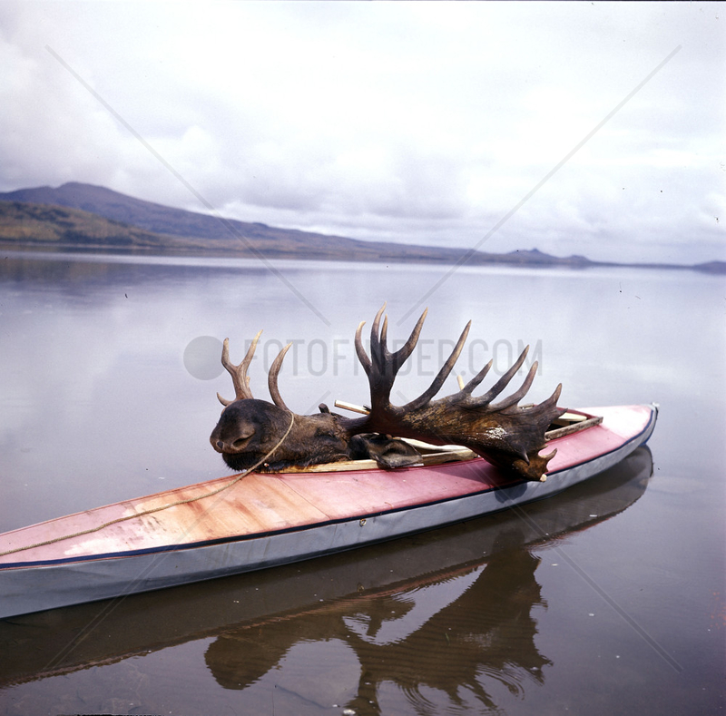 toter Elch wird in einem Kanu abtransportiert