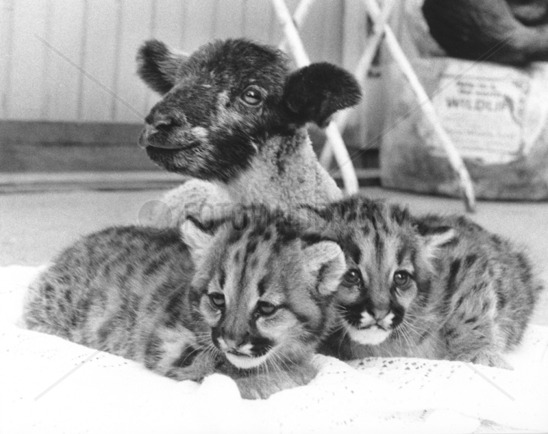 Schaf mit zwei Leoparden