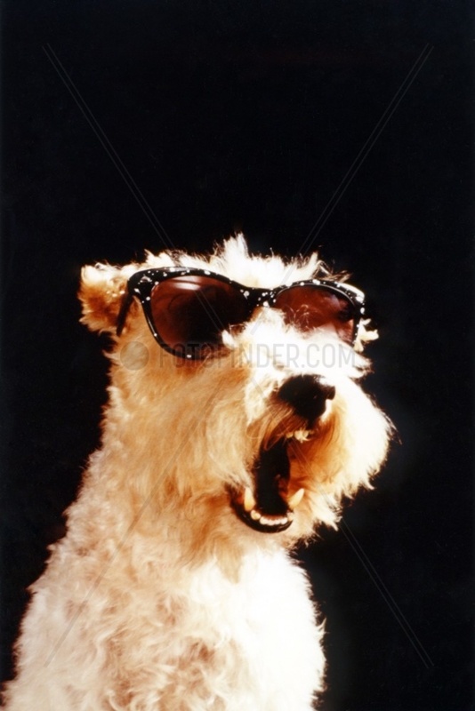 Hund mit Sonnenbrille gaehnt