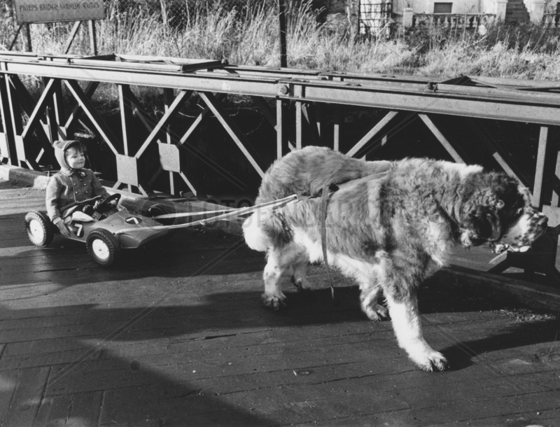 Hund zieht Kind