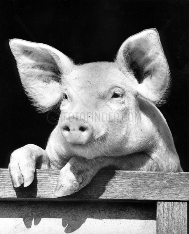Schwein schaut aus Stall