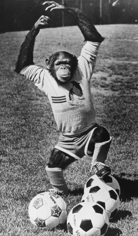 Schimpanse spielt Fussball