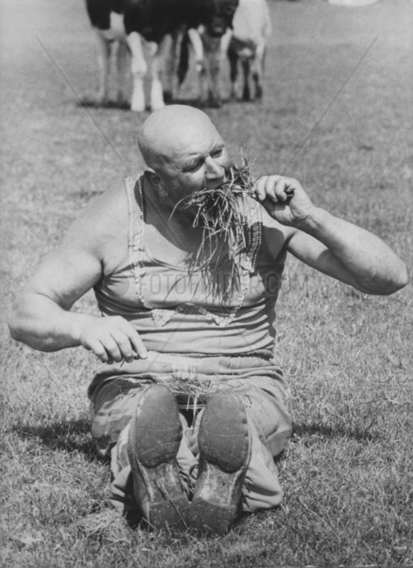 Mann isst Gras auf Kuhweide