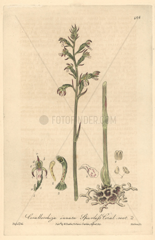 Spurless coral-root orchid,  Corallorrhiza innata