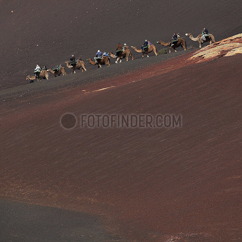 Dromedaries - Lanzarote
