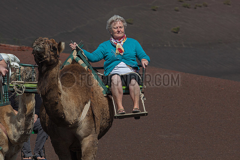 Dromedaries - Lanzarote