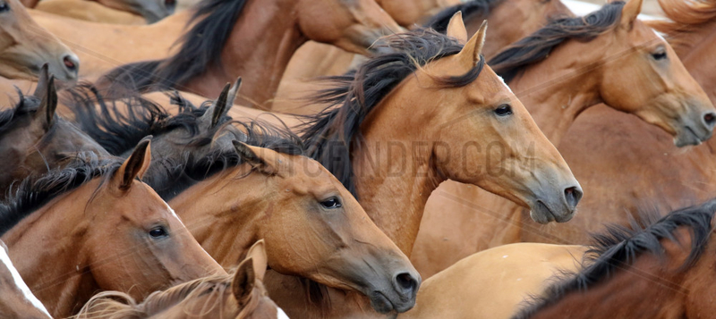 Gestuet Ganschow,  Pferde im Galopp auf der Koppel
