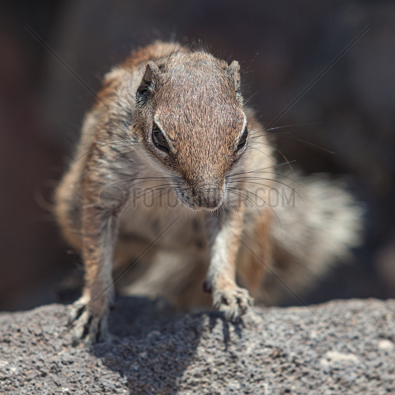 Barbary ground squirrel - Jandia,  Fuerteventura