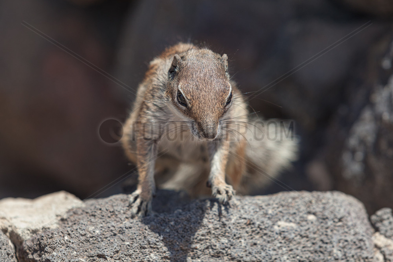 Barbary ground squirrel - Jandia,  Fuerteventura