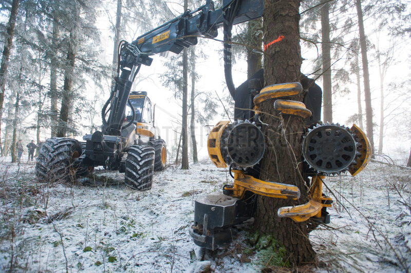 Neumuenster,  Deutschland,  Arbeitskopf des Holzvollernters wird an einen Stamm angesetzt