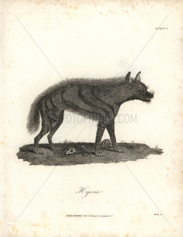  Hyena from Bruce's Travels to Discover the Source of the Nile,  1790. 