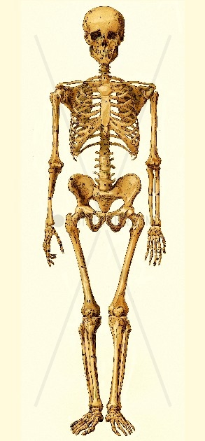 Skelett,  historische Darstellung,  um 1900