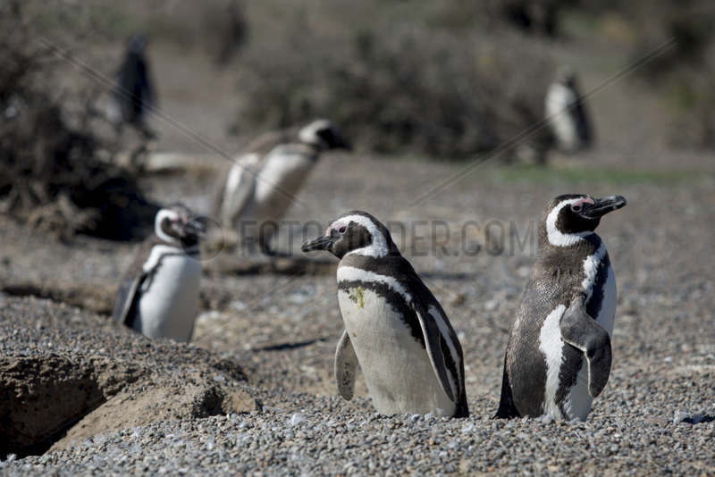 Argentinien-Chubut-Punta-Tombo-Reserve-Pinguine