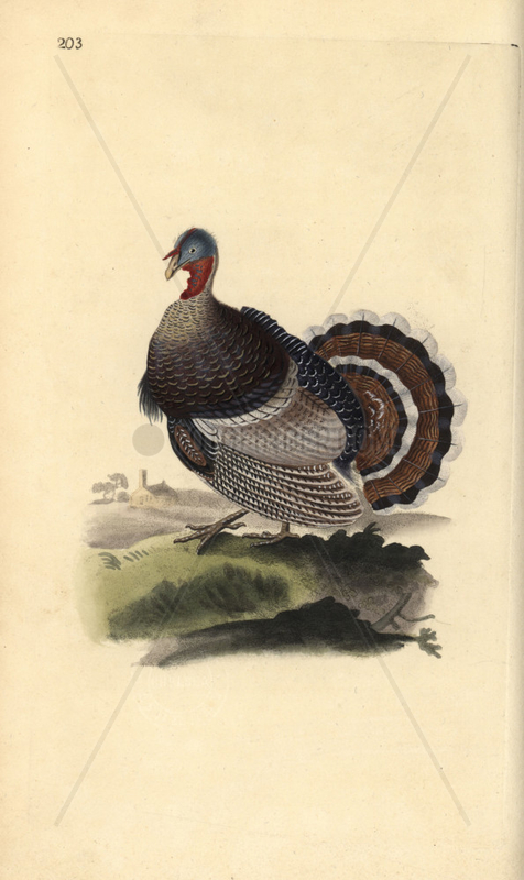  Wild turkey from Edward Donovan's Natural History of British Birds,  London,  1818. 