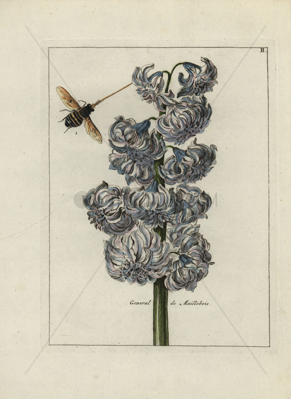  General de Maillebois hyacinth from Nederlandsch Bloemwerk 1794. 
