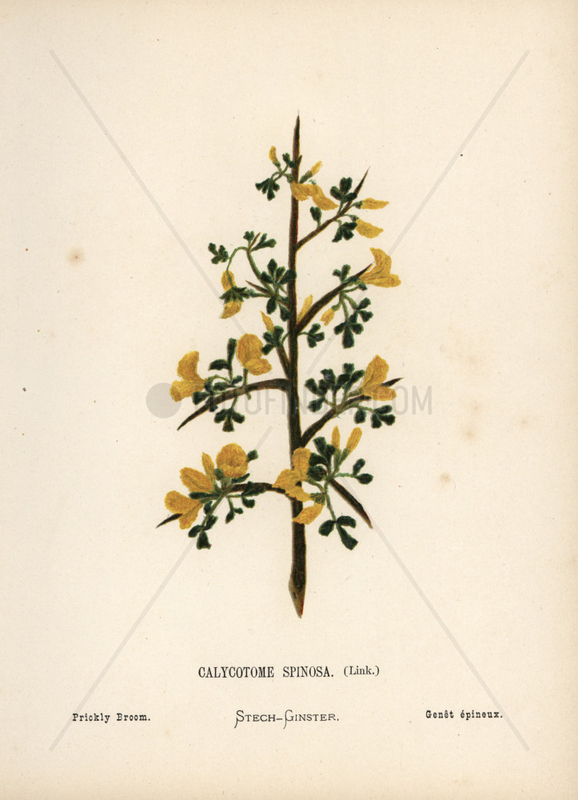 Prickly broom,  Calycotome spinosa