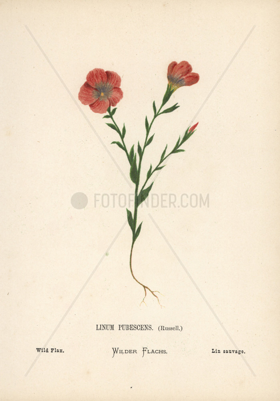 Wild flax,  Linum pubescens