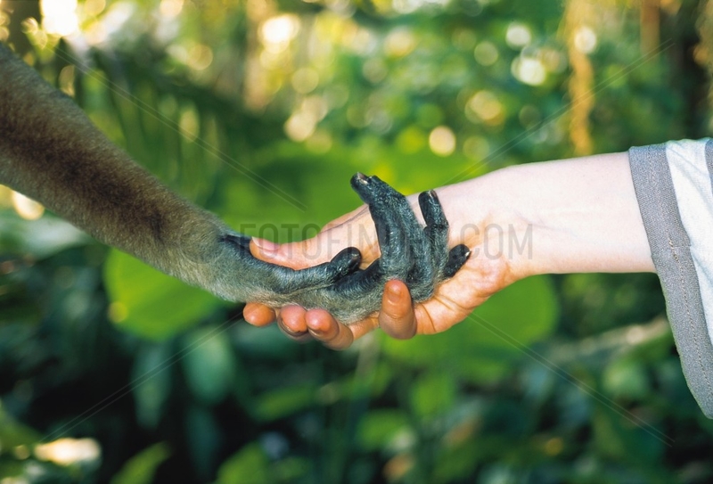 Gibbon- und Menschenhand