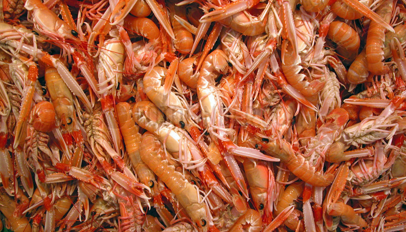 Spain ,  prawns on the fish market