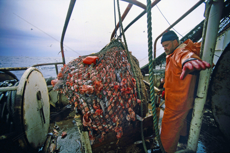 Arbeiten an Bord eines deutschen Fischtrawlers im Atlantik - Manuelles Ausnehmen von Frischfisch in der Fabrik des Schiffes,  Aussortieren von Kleinfischen