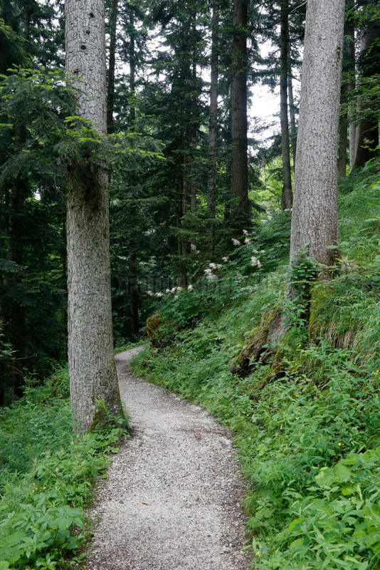 Wanderweg in einem Wald