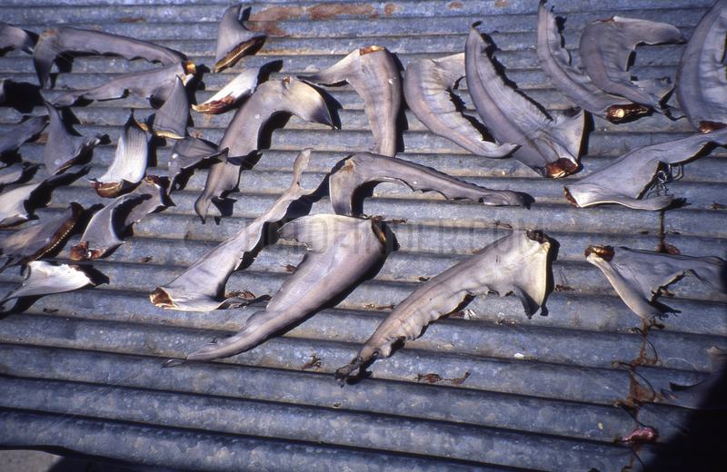 Thailand,  Haifischflossen werden getrocknet