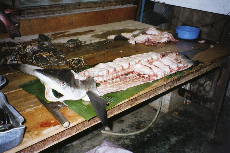 Zerlegter Hai,  Thailand Koh Phi Phi
