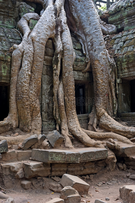 Angkor,  Kambodscha,  Ta Prohm Tempel