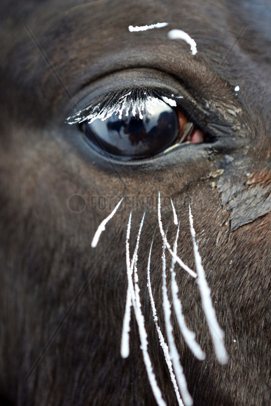Graditz,  Deutschland,  Auge eines Pferdes im Winter mit vereisten Wimpern und Tasthaaren