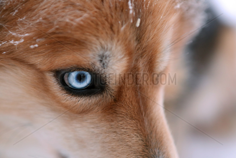Aekaeskero,  Finnland,  Detailaufnahme,  blaues Auge eines Siberian Husky
