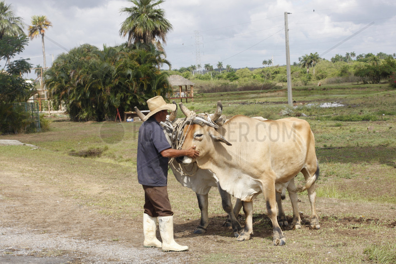 Bauer mit seine Ochse in Kuba