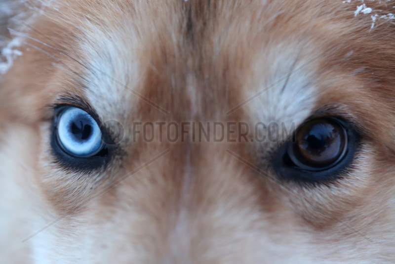 Aekaeskero,  Finnland,  Detailaufnahme,  verschiedenfarbigen Augen eines Siberian Husky