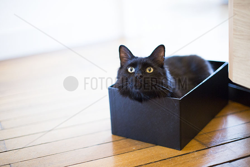Cat lying in box