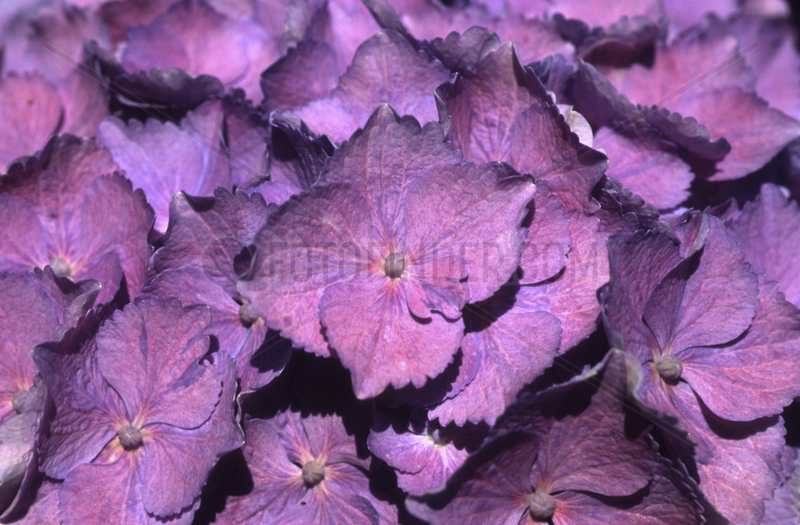 Hortensie lila,  Hydrangea