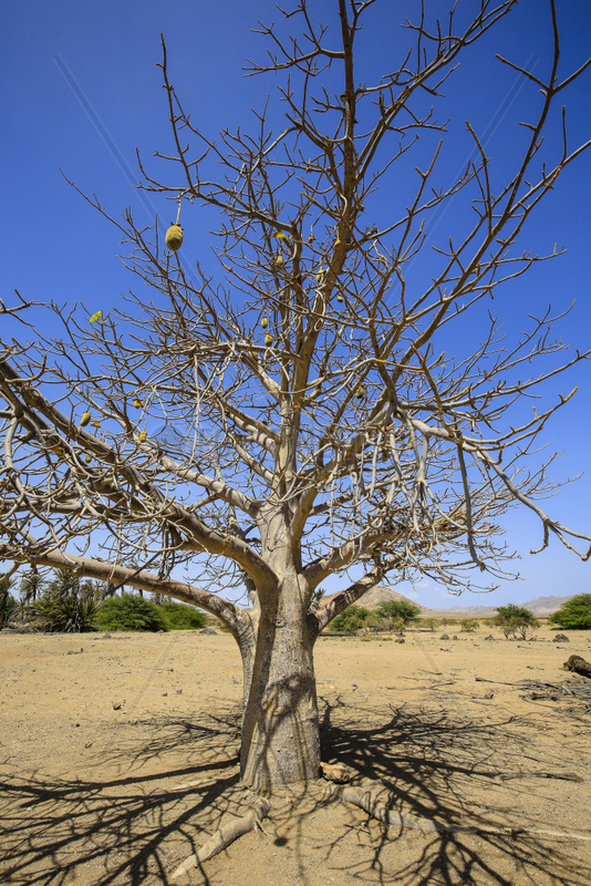 Affenbrotbaum,  Fonte Vincente,  Boa Vista,  Kapverden