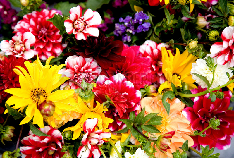 Riedlingen,  verschiedene Blumen auf einem Bauernmarkt
