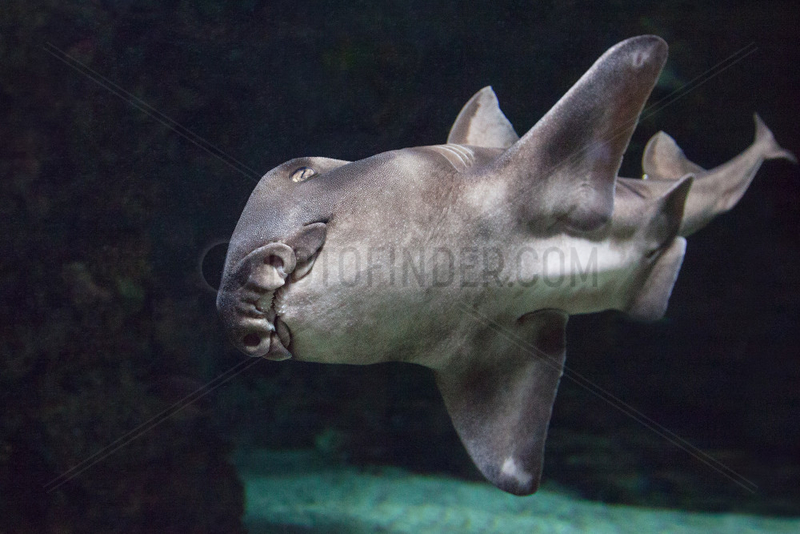 Port-Jackson-Bullheadshark - Zoo Hagenbecks Tierpark Hamburg