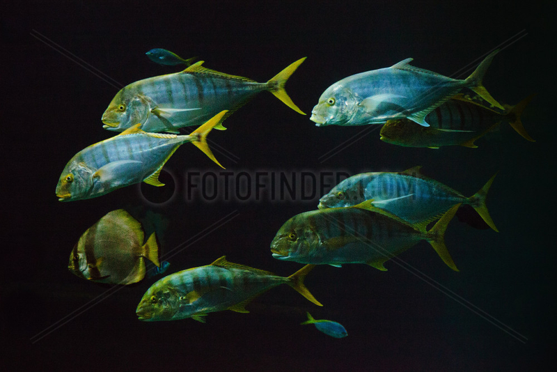 Coryphaena - Zoo Hagenbecks Tierpark Hamburg
