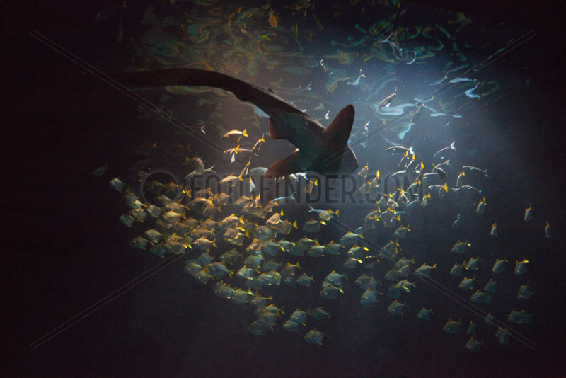 Zebra shark - Zoo Hagenbecks Tierpark Hamburg