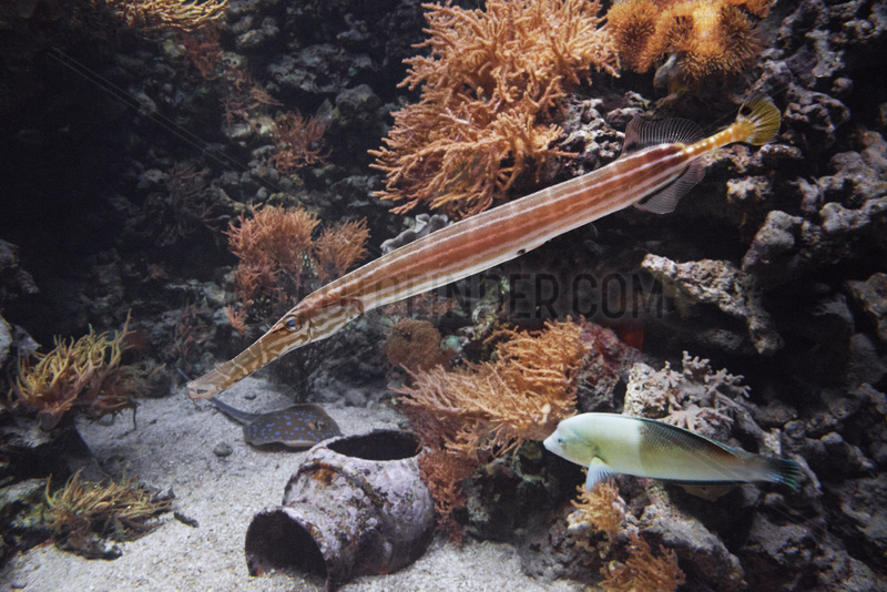 Chinese trumpetfish - Zoo Hagenbecks Tierpark Hamburg