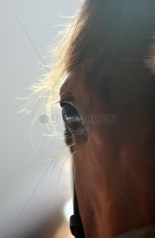 Neuenhagen,  Deutschland,  Detailaufnahme,  Augenpartie eines Pferdes