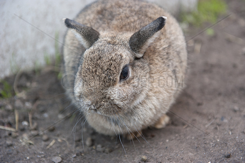 Rabbit,  close-up
