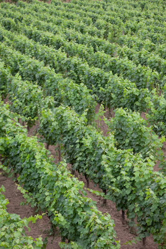 Saint-Emilion,  Frankreich,  Weinberg