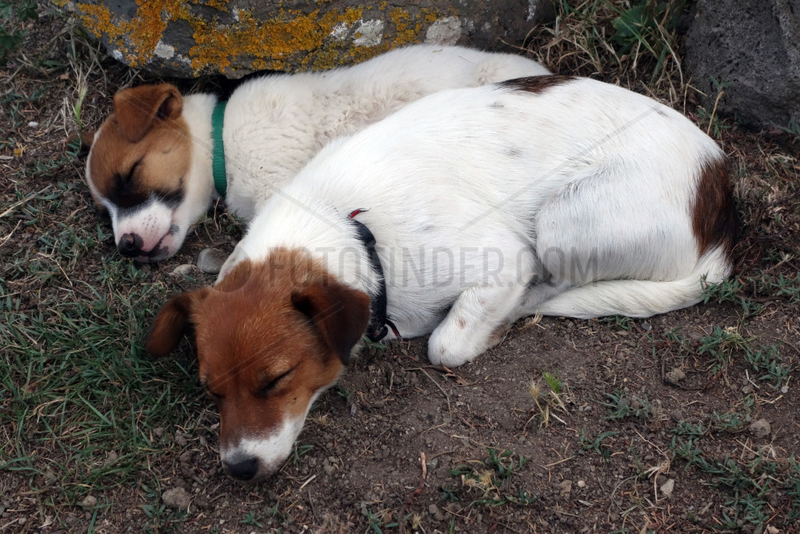 Manciano,  Italien,  Hunde schlafen
