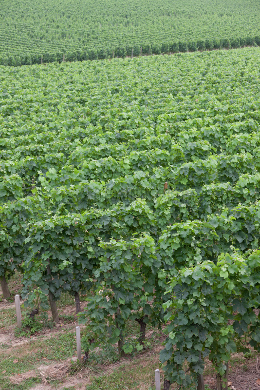 Saint-Emilion,  Frankreich,  Weinberg