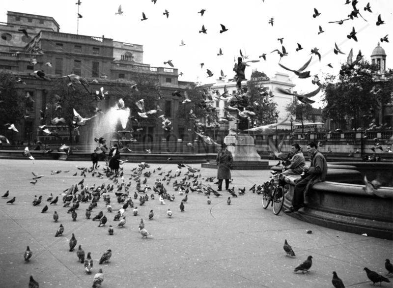 Pigeons flying around Trafalgar Square in L