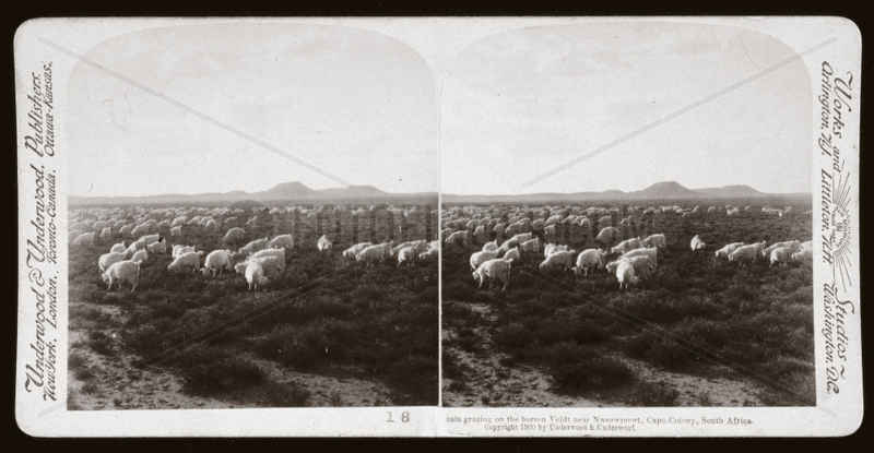 ‘Goats grazing on the barren Veldt near Naauwpoort,  South Africa',  1900.