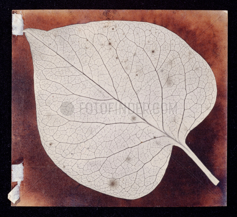 ‘A leaf’,  c 1840.